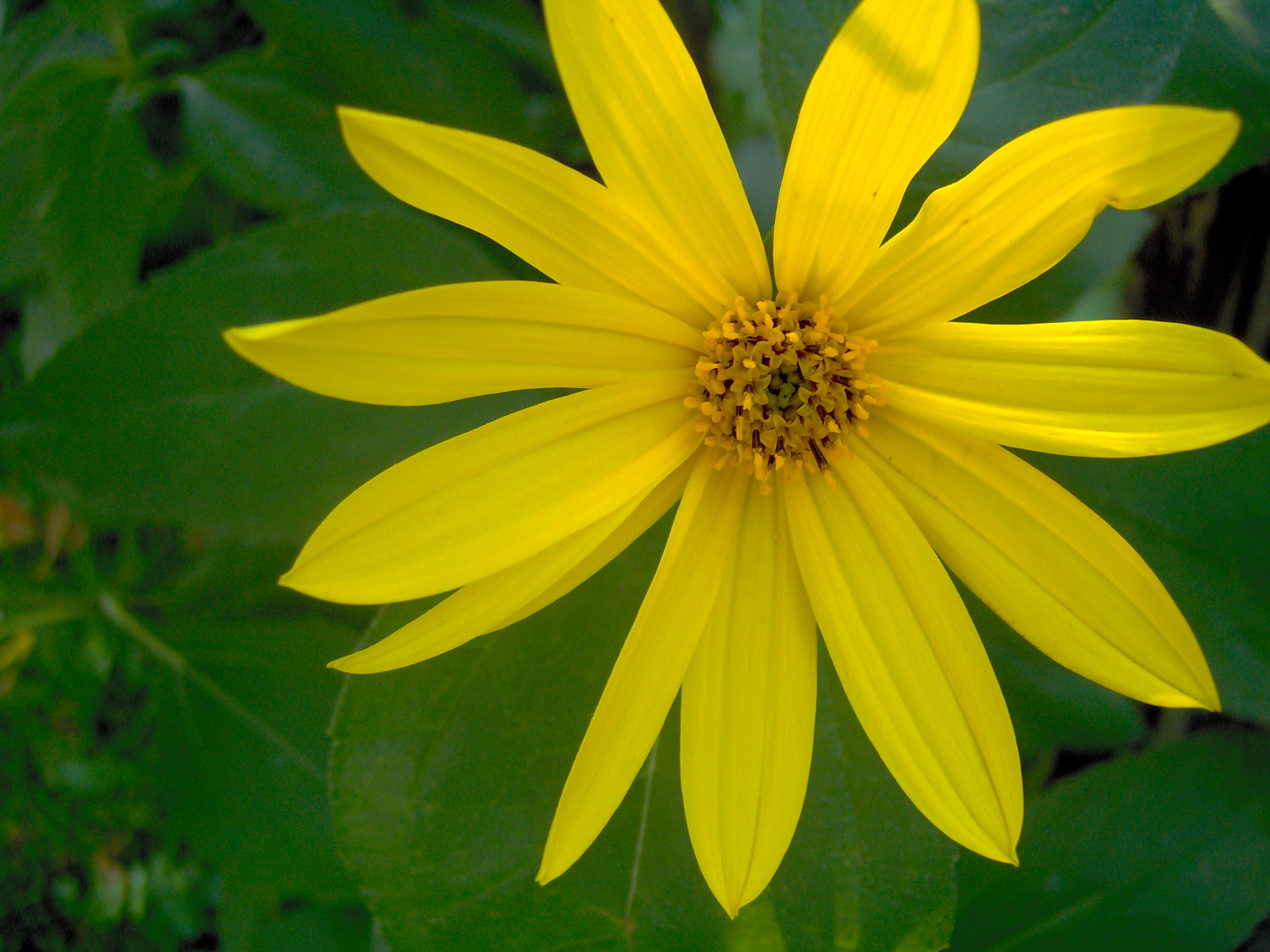 Caroline Dallaire Massothérapeute agréée